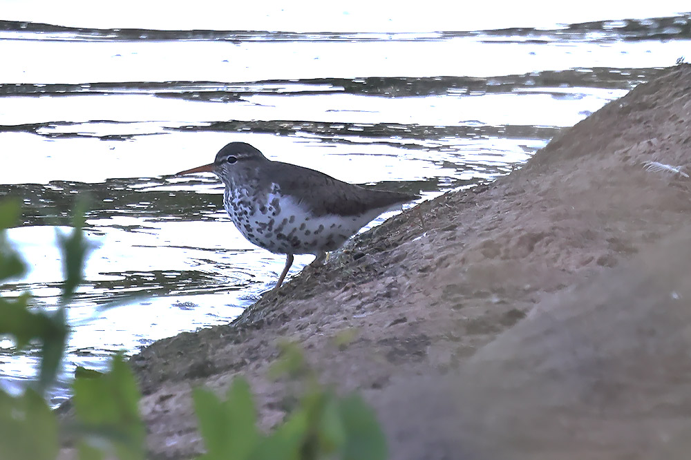 Spotted sandpiper