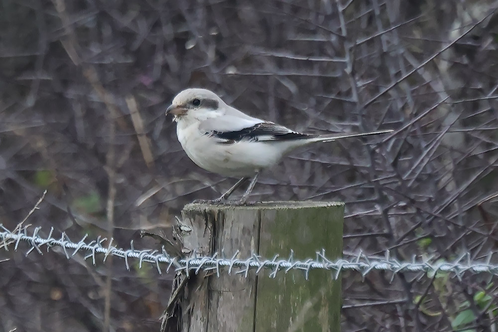 Steppe grey shrike