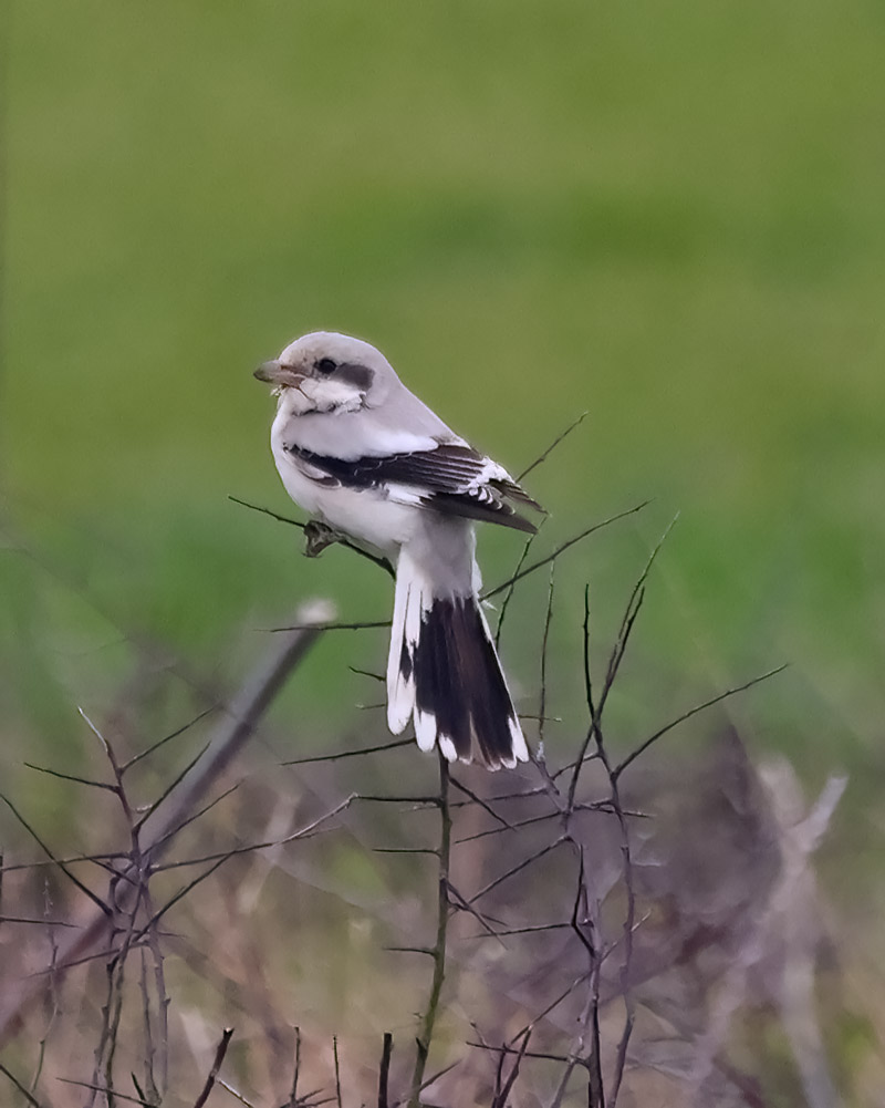 Steppe grey shrike