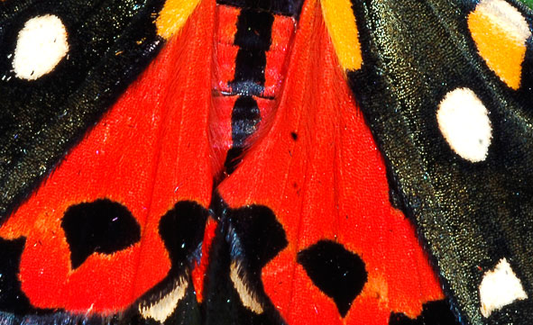 scarlet tiger moth
