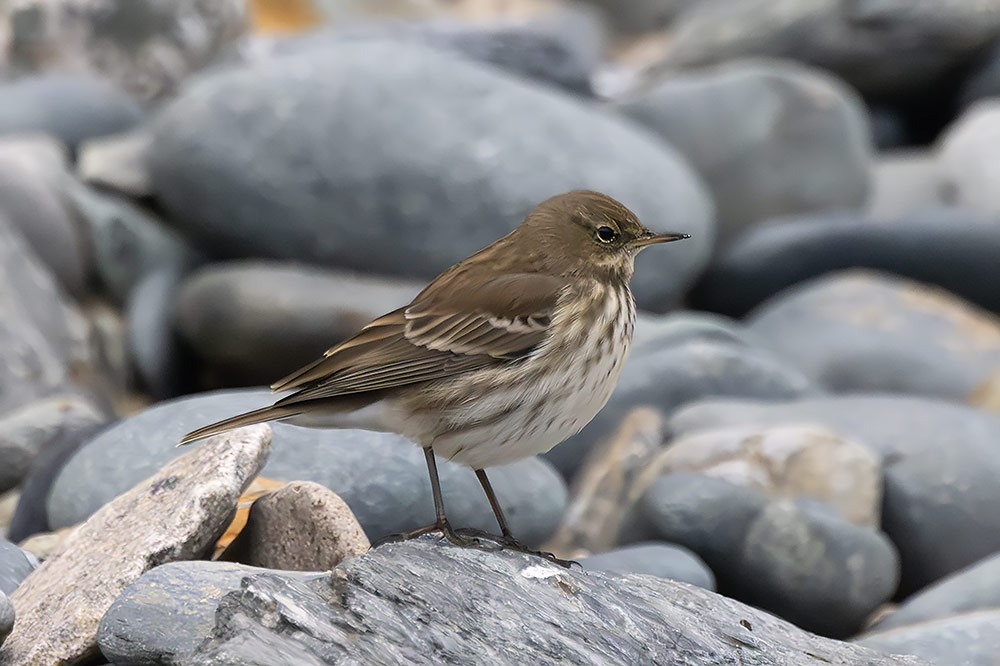 Water pipit