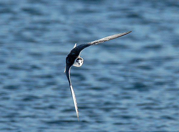 juvenile white-winged black tern