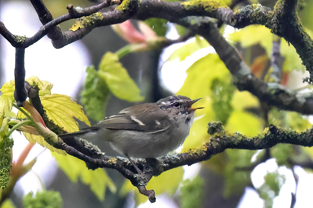 Yellow-browed warbler