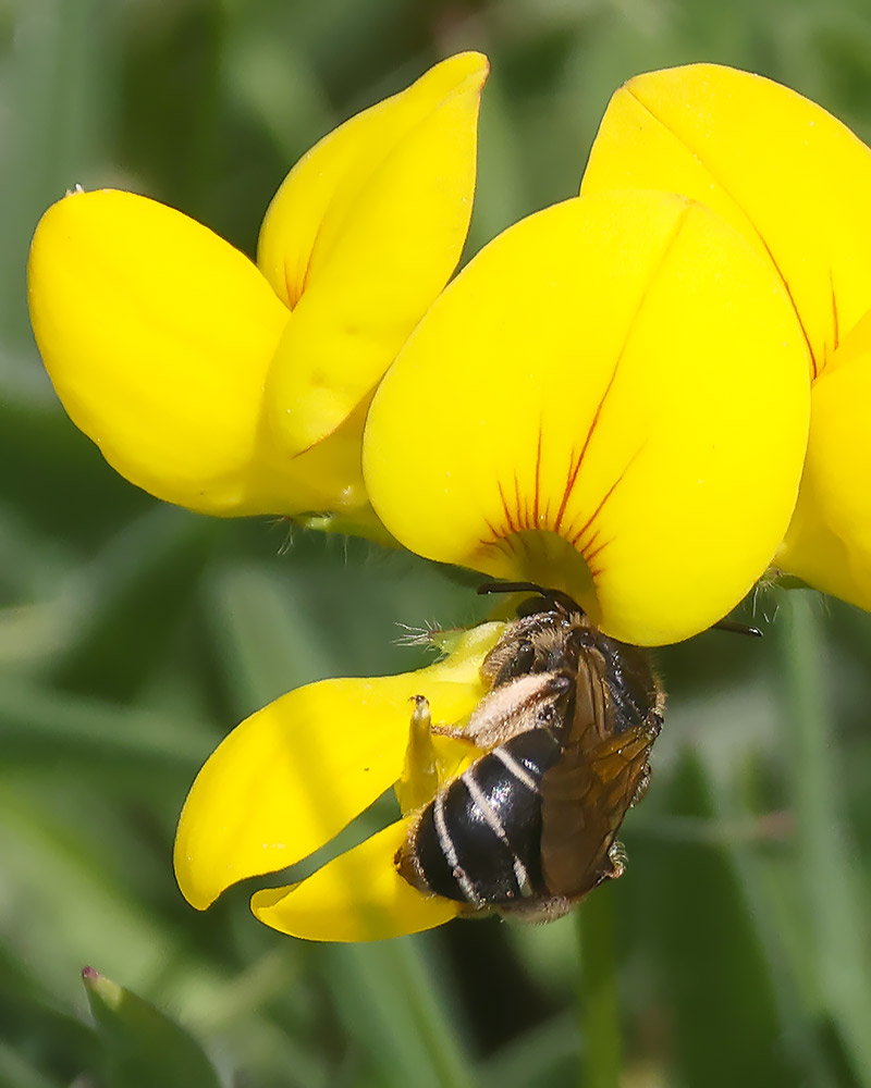 Wilke's mining bee