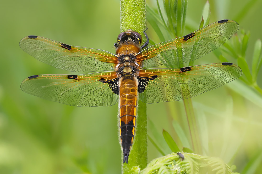 Four-spotted chaser