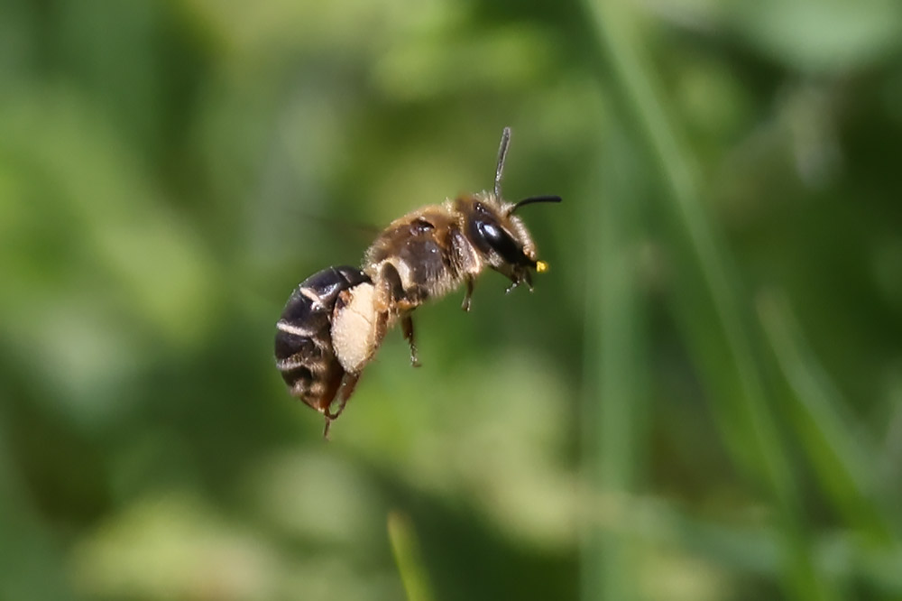 Wilke's mining bee