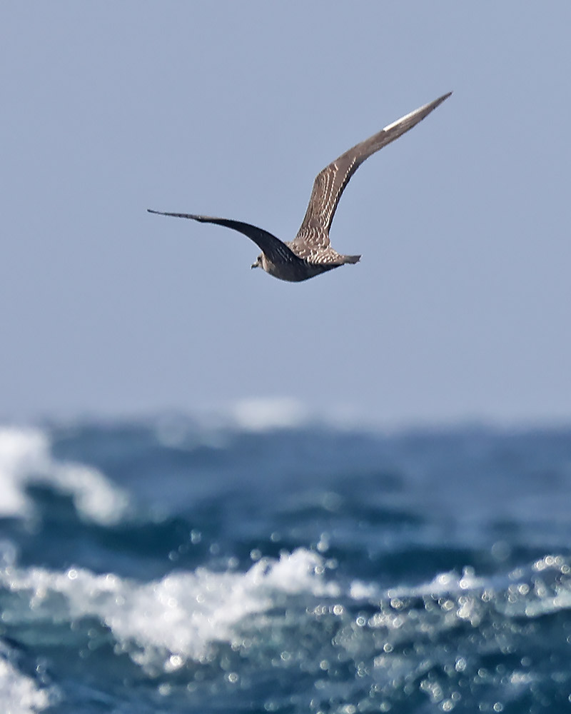 Long-tailed skua