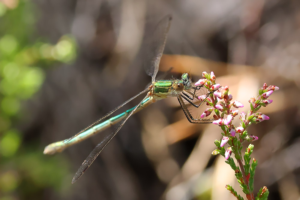 Emerald damselfly