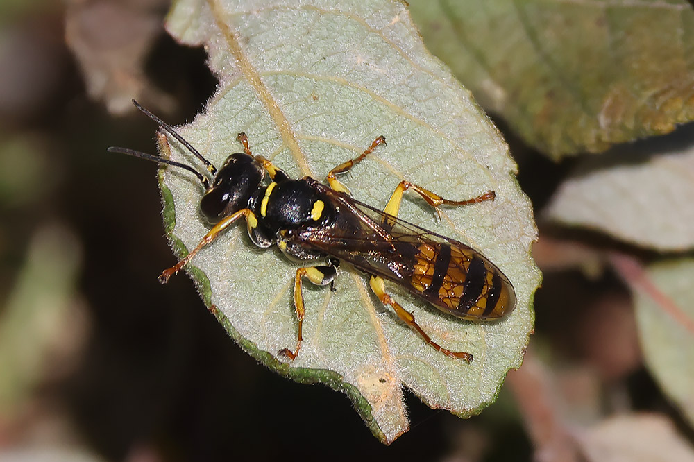 Field digger wasp