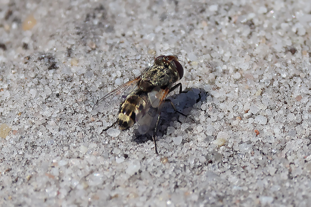 Miltogramma punctata