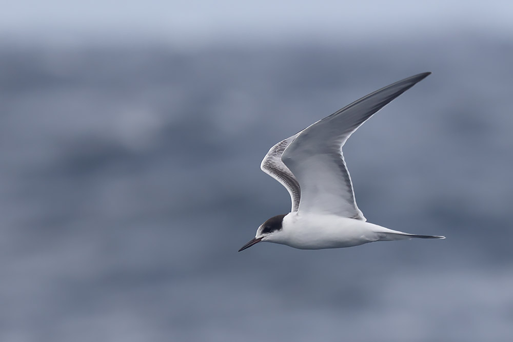 Common tern