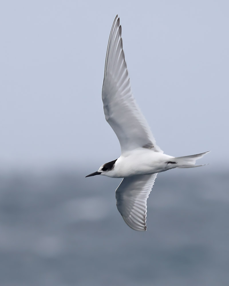 Arctic tern