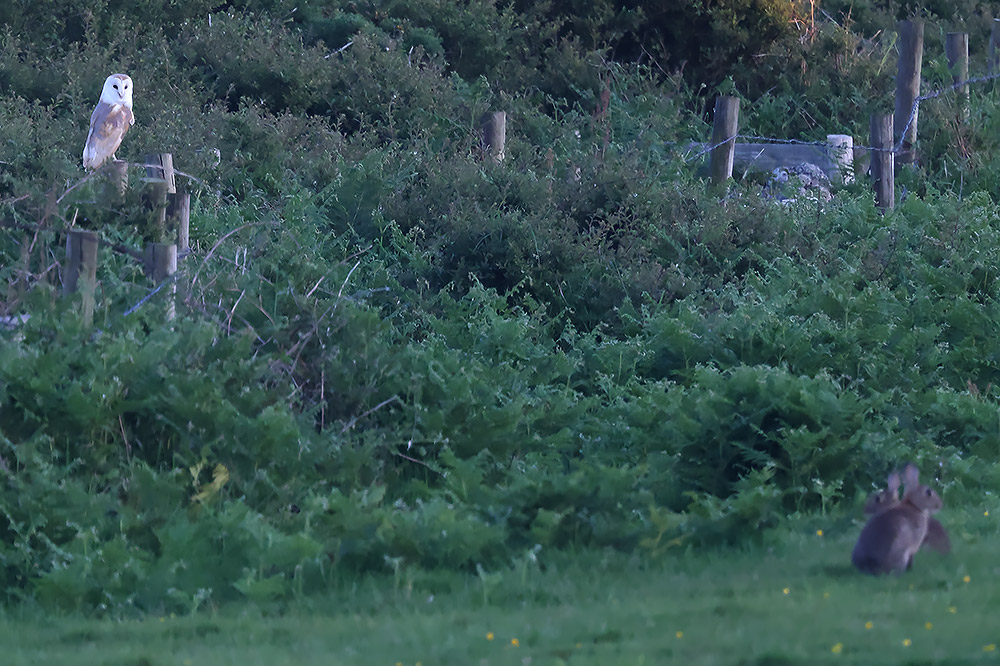 Barn owl