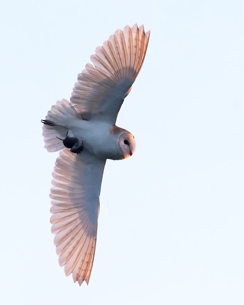 Barn owl