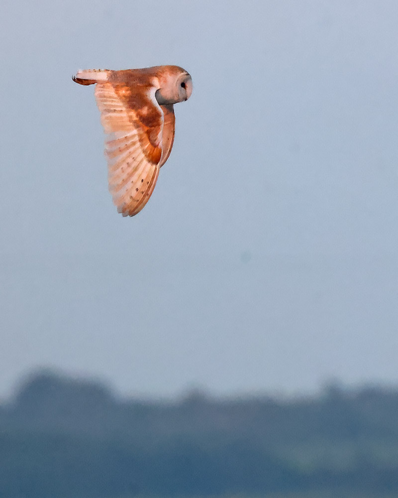 Barn owl
