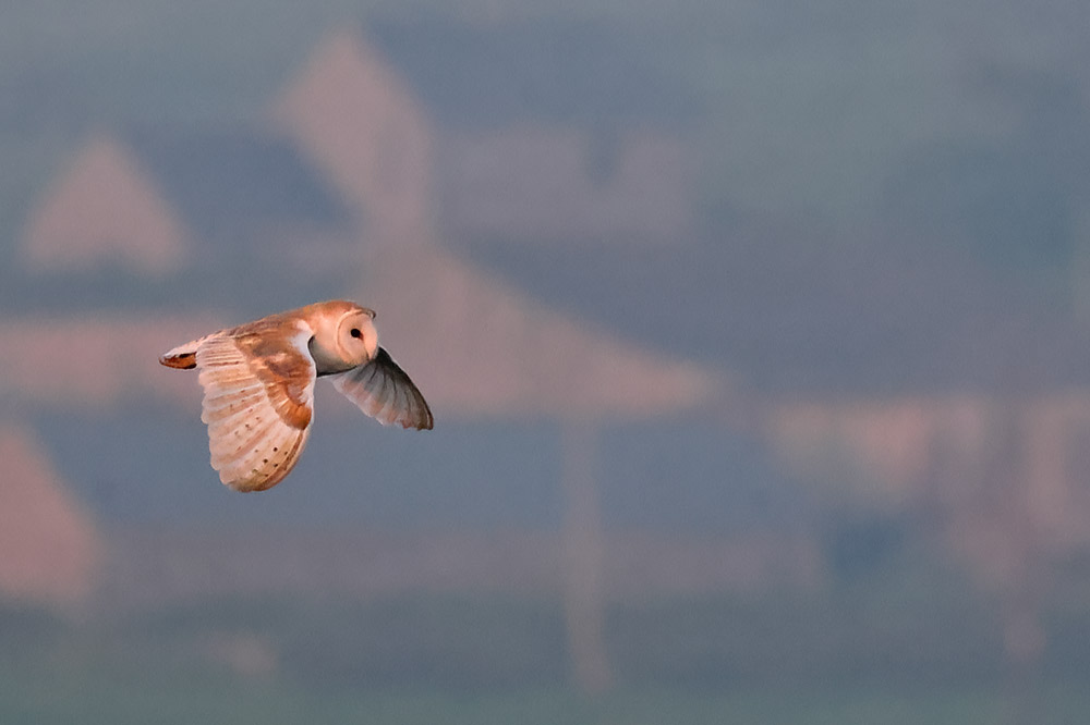 Barn owl