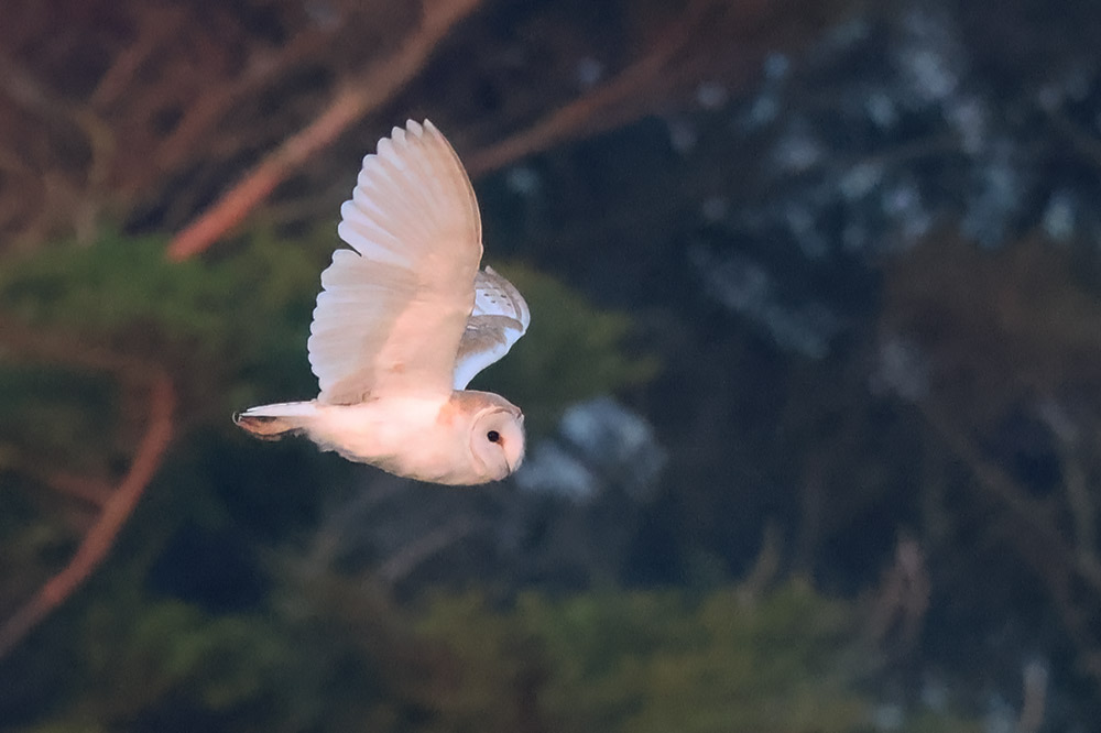 Barn owl