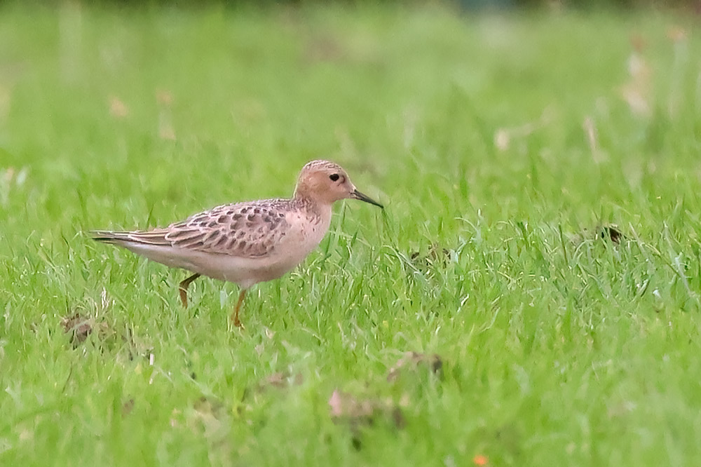 Buff-bellied sandpiper