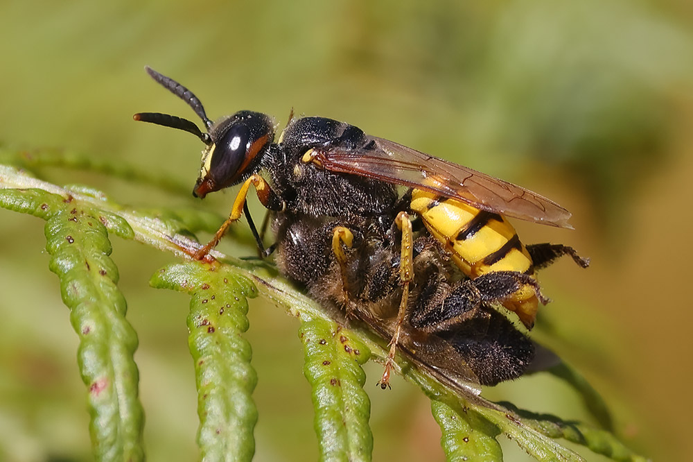 Bee wolf