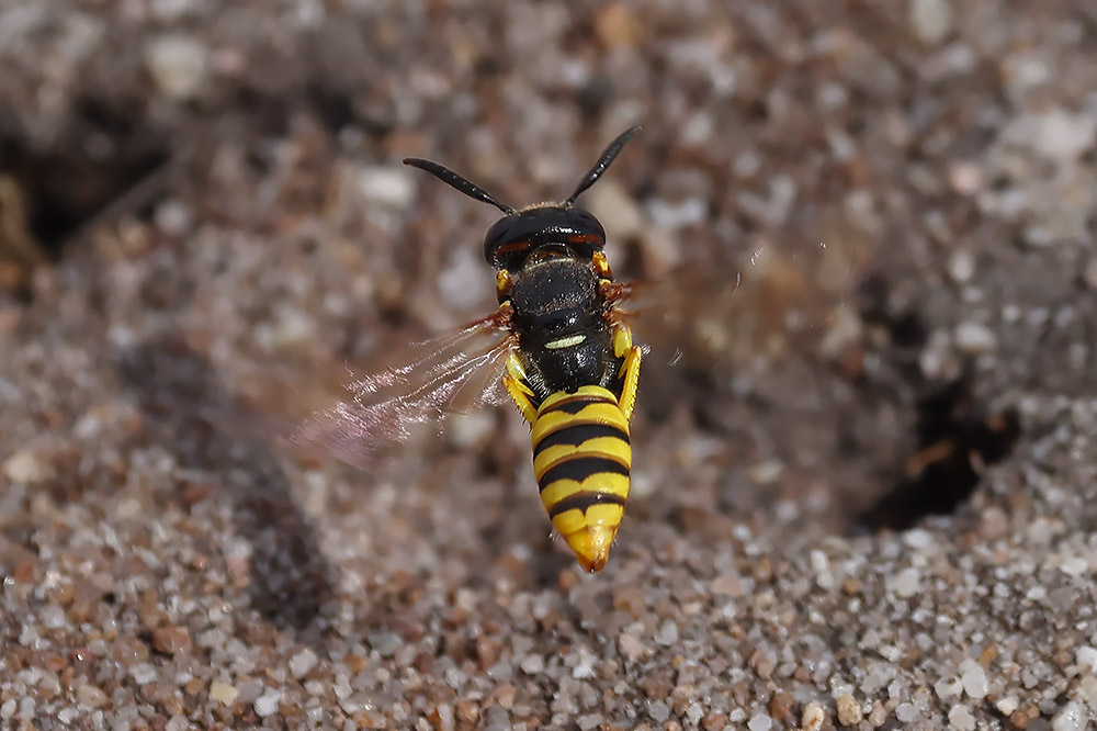 Bee wolf