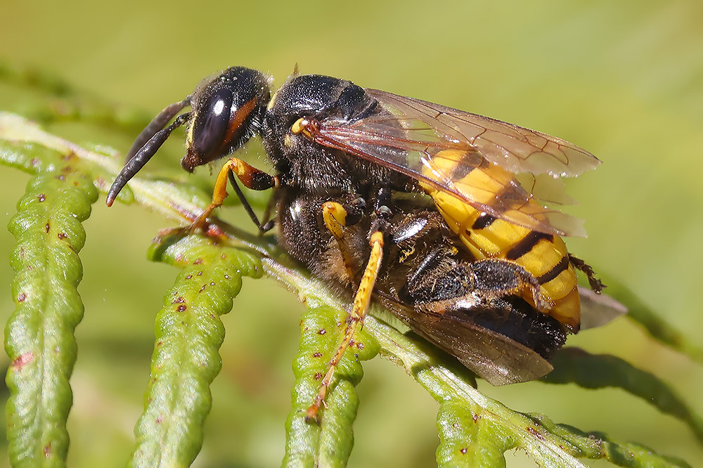 Bee wolf