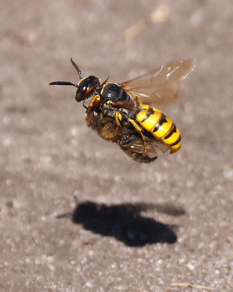 Bee wolf
