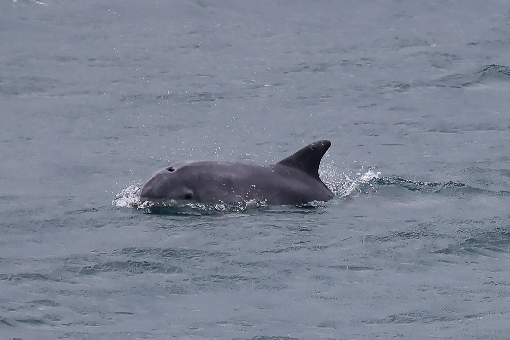 Bottlenose dolphin