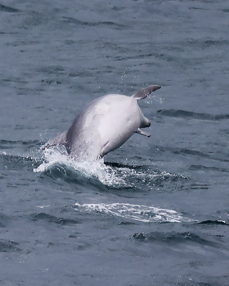 Bottlenose dolphin