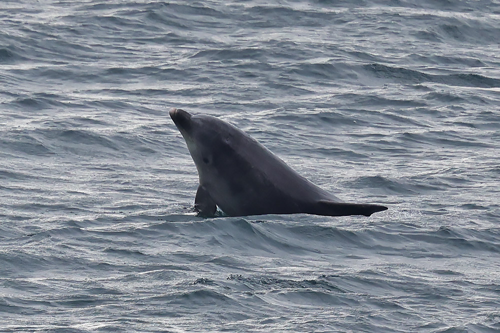 Bottlenose dolphin