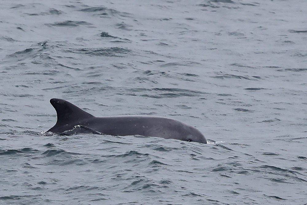 Bottlenose dolphin