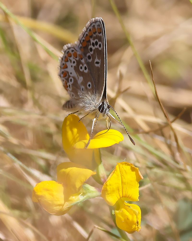 Brown argus