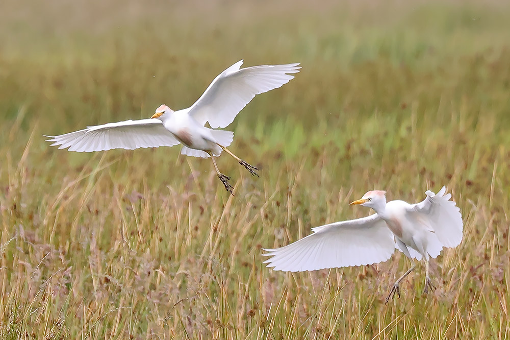 Cattle egrets