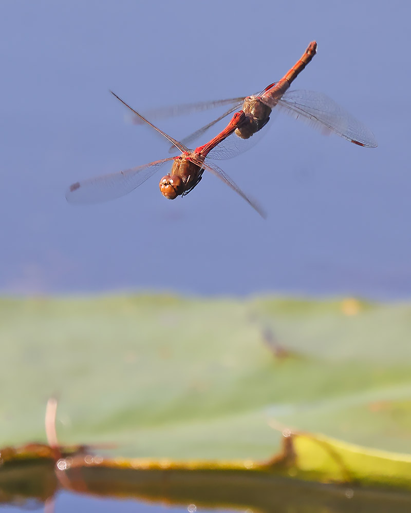 Common darter