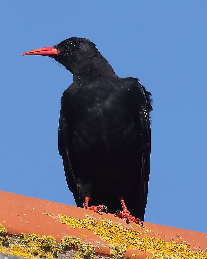 Chough