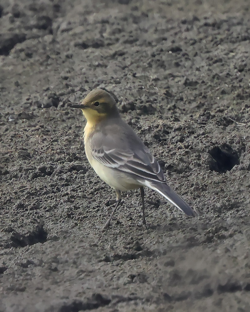 Citrinr wagtail