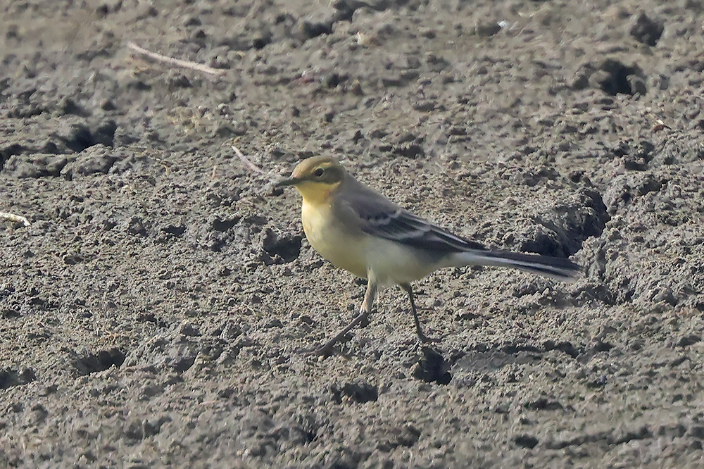 Citrine wagtail