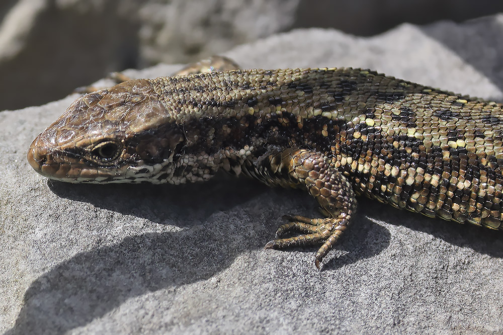 Common lizard