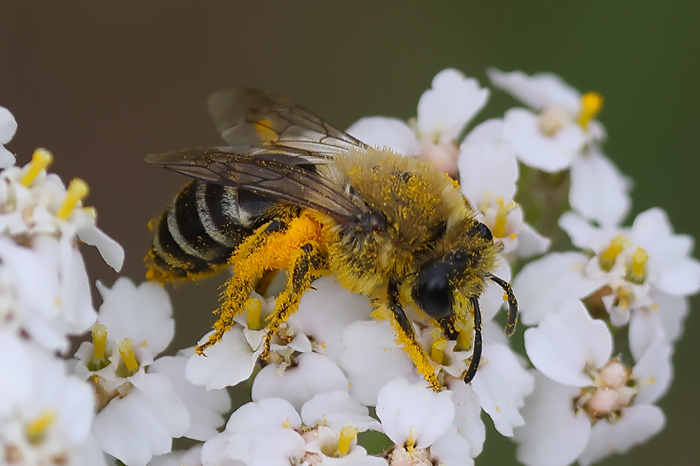 Colletes