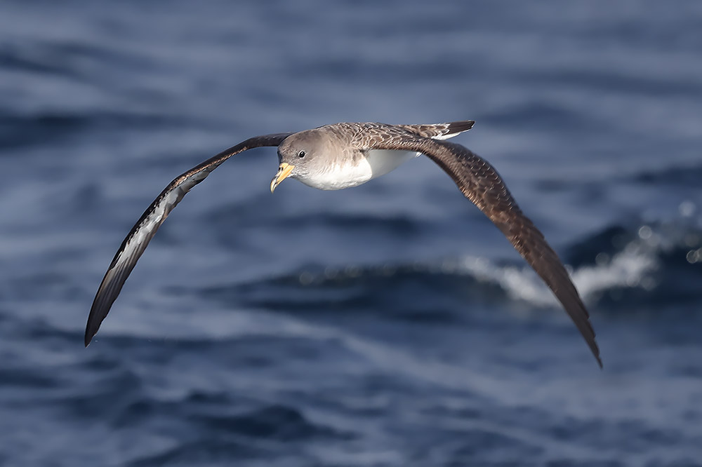 Cory's shearwater