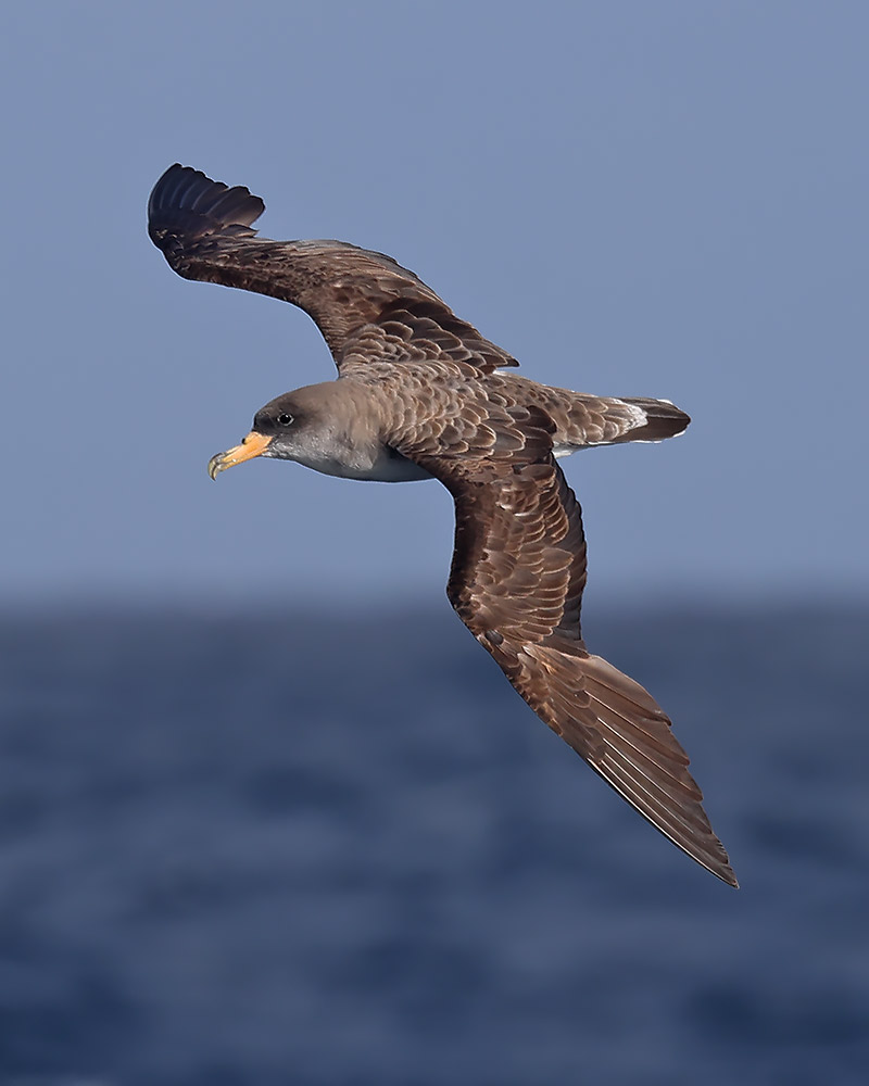 Cory's shearwater