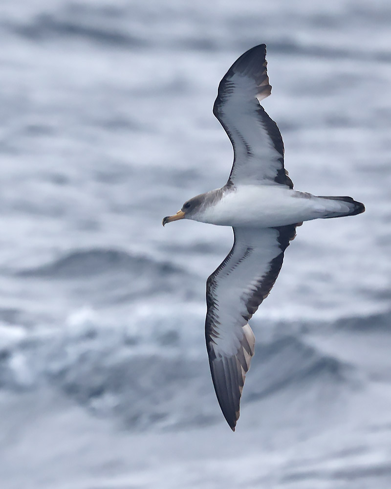 Cory's shearwater