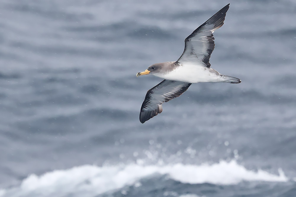 Cory's shearwater