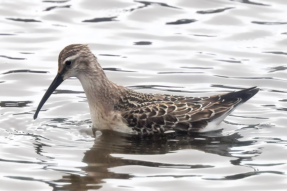 Curlew sandpiper