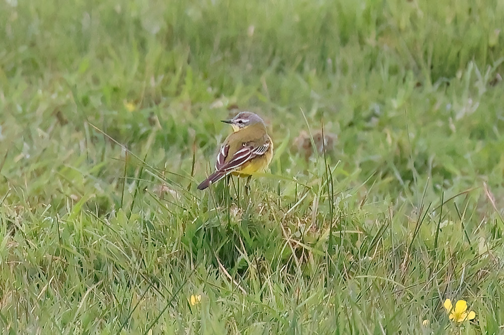 Channel wagtail