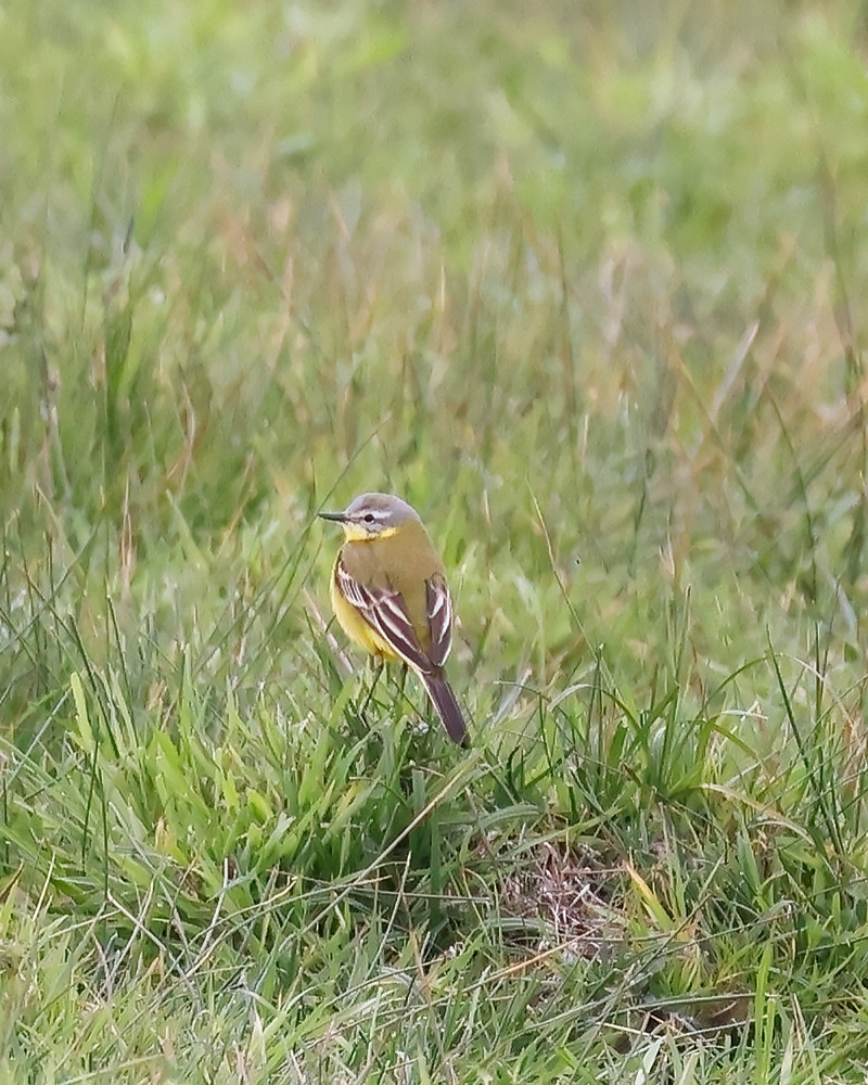 Channel wagtail