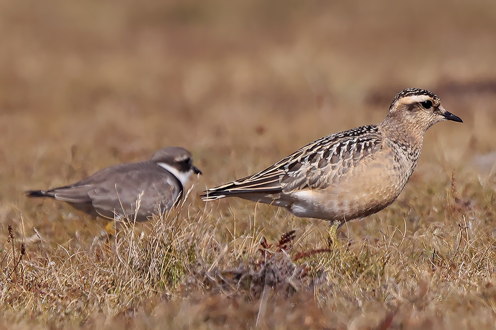Dotterel