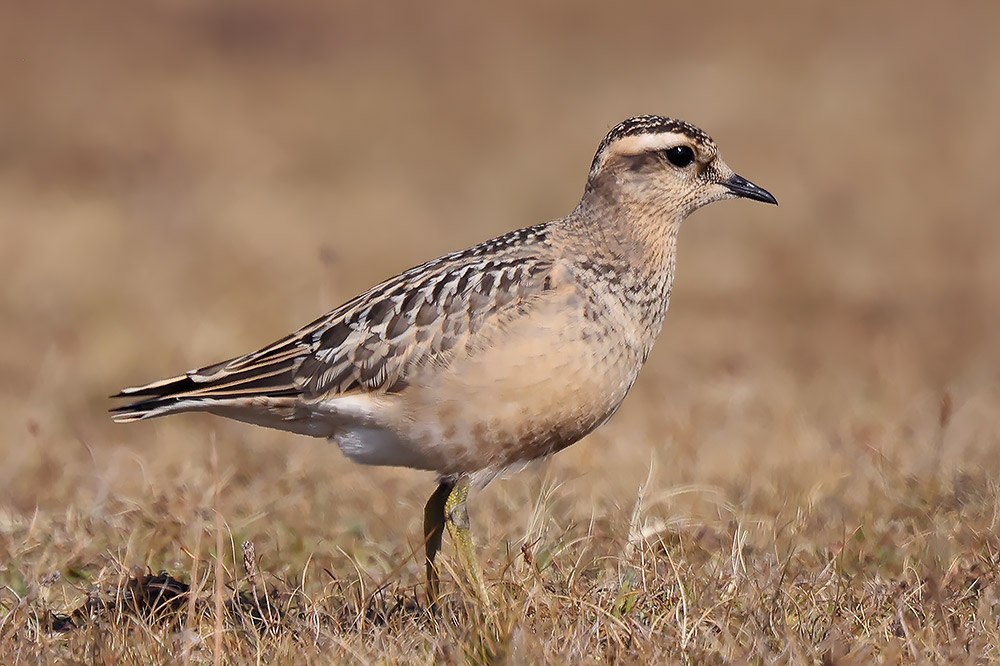 Dotterel