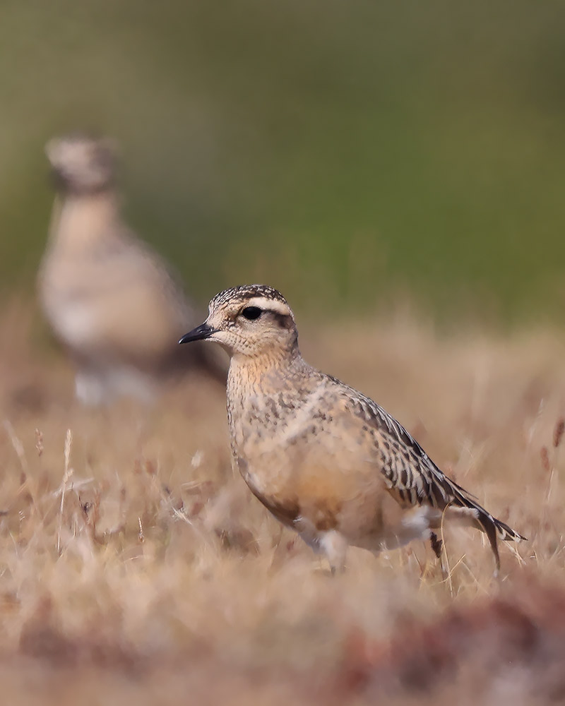 Dotterel