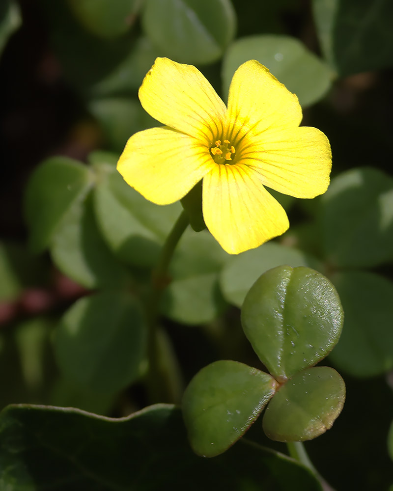 Fleshy yellow sorrel