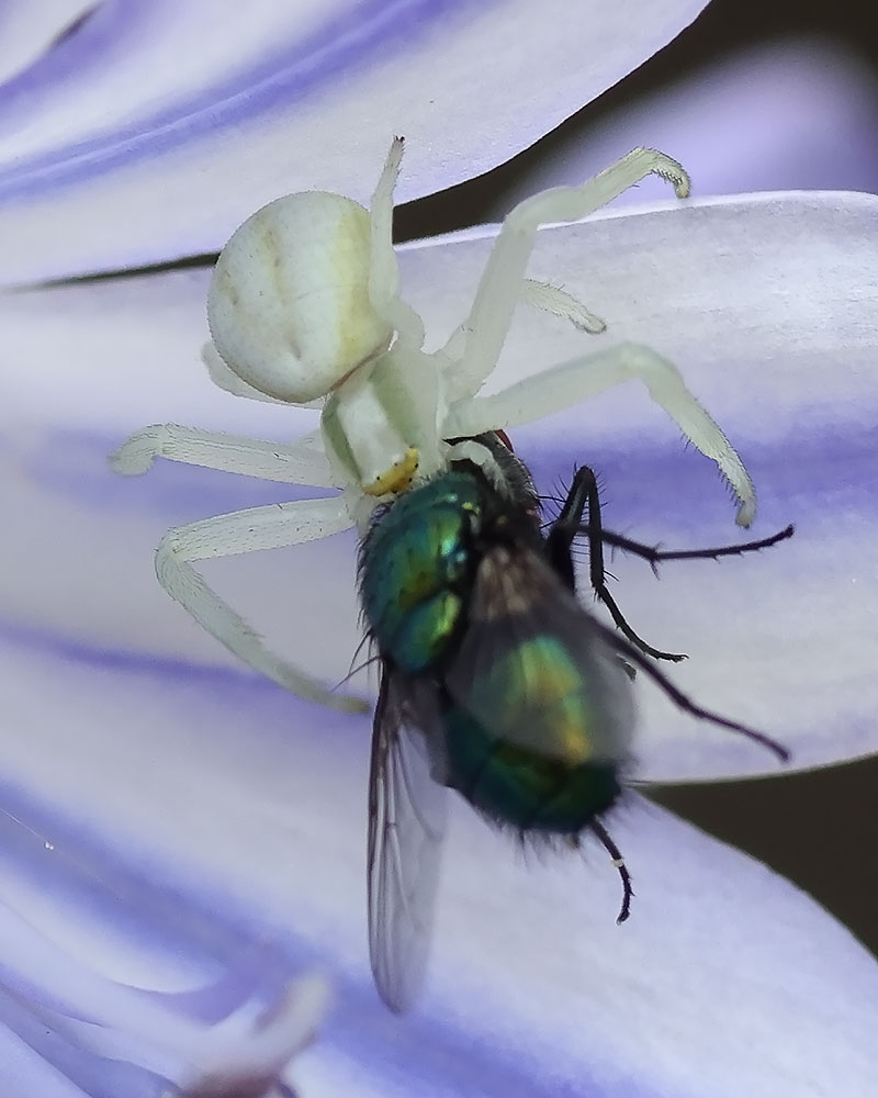 Flower crab spider